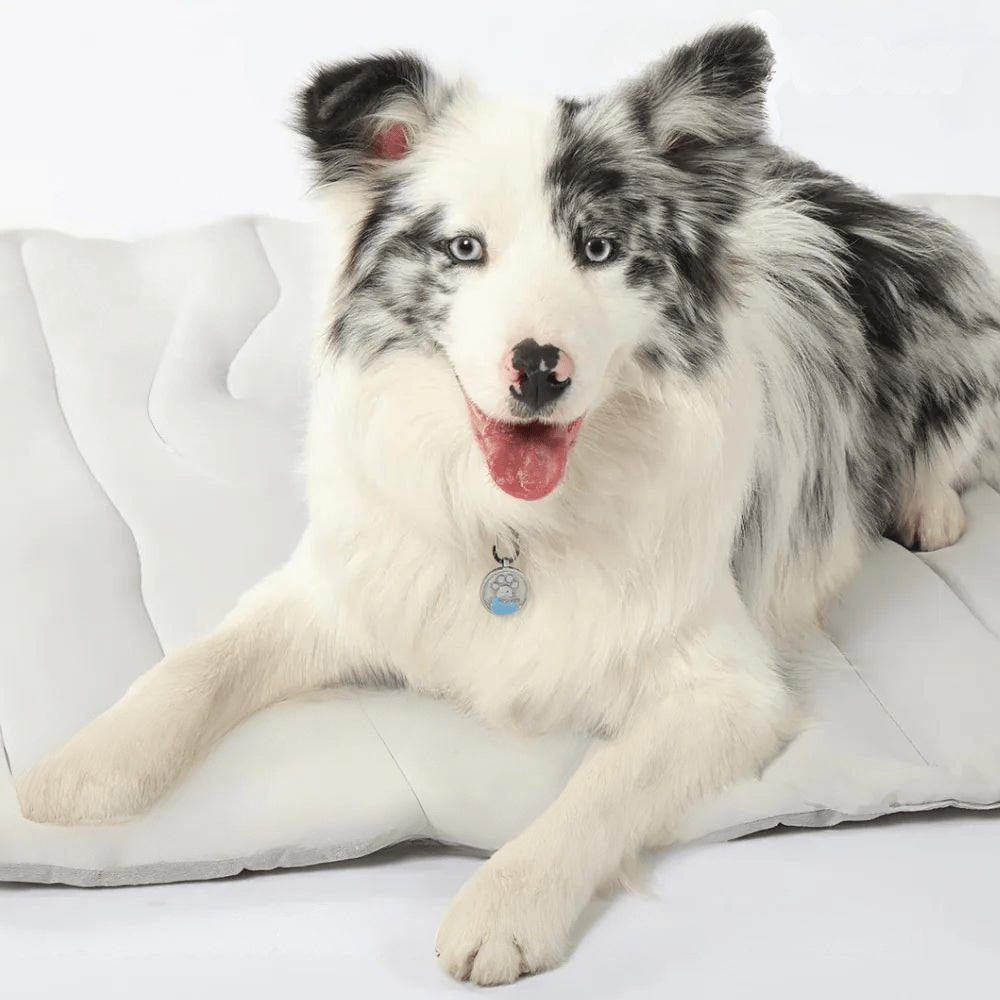 Skanto | CoolPaws Kjølematte – Selvkjølende Hundematte for Lettet i Varme Sommerdager