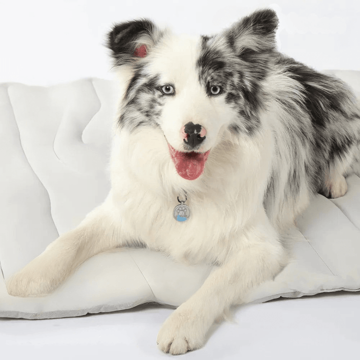 Skanto | CoolPaws Kjølematte – Selvkjølende Hundematte for Lettet i Varme Sommerdager