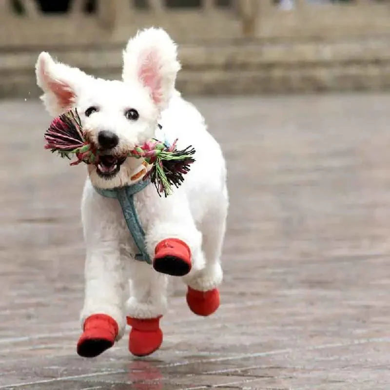 CozyPaws • Vanntette støvler for hund