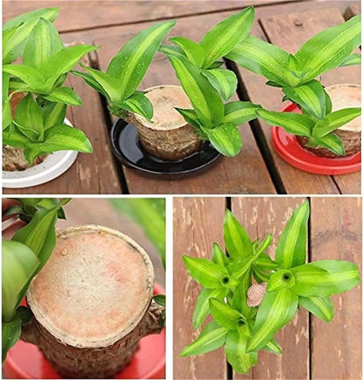 Skanto | Lucky Brazil Wood Potted Plant
