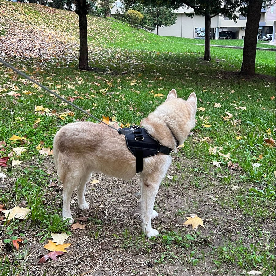 Skanto | Anti Kvelnings Hundesele