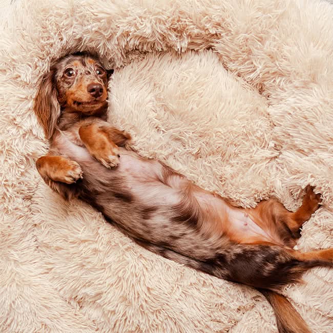 Skanto | FUZZYPLUSH – Ortopedisk Plush Hundeseng for Dyp Søvn