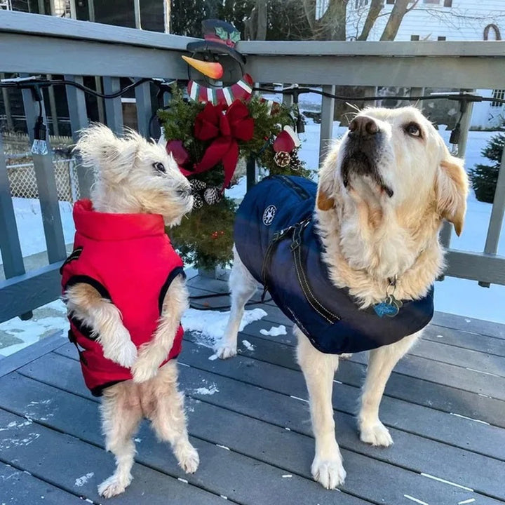 Skanto | Vanntett hundejakke for vinter med reflekterende innebygd sele
