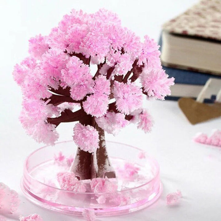 Skanto | Få hagen din til å blomstre - Dyrk ditt sakura-tre!