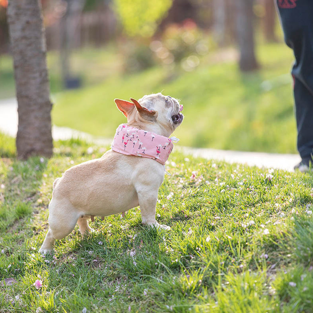Frenchie Sommer Kjøleskjerf Anti-Varmehjerneslag | Skanto