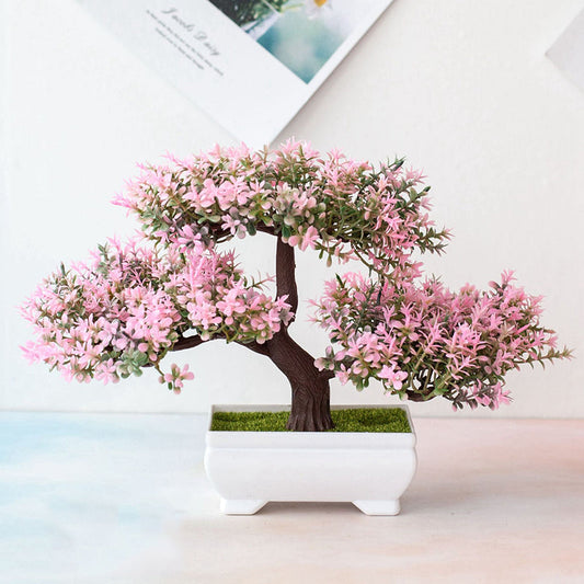 Norvo | Plante Bonsai