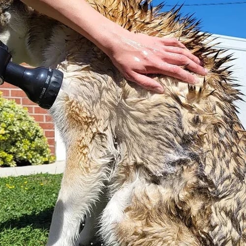 Skanto | Multi-mode Hundebad Skummende Vannpistol