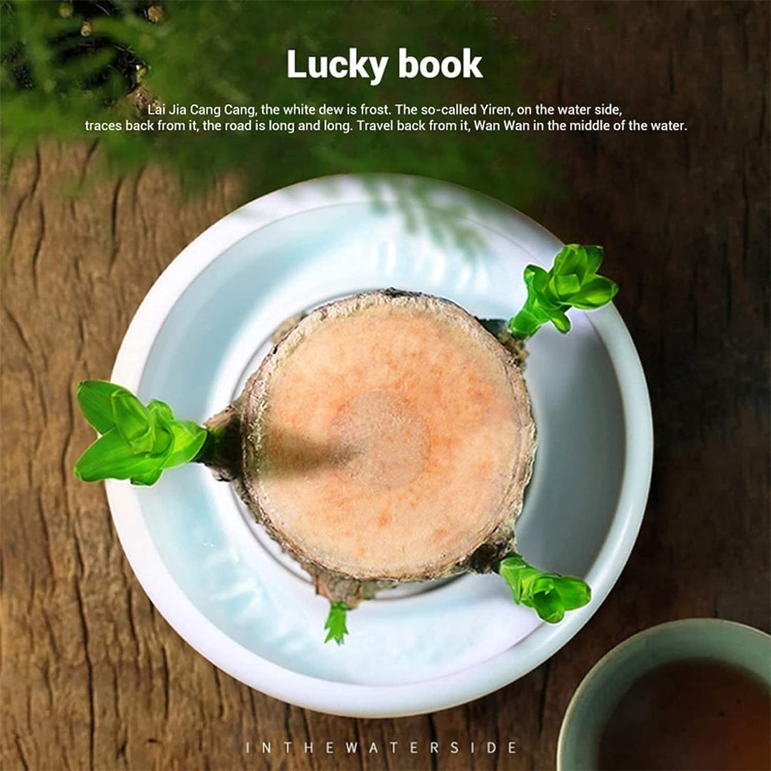 Skanto | Lucky Brazil Wood Potted Plant