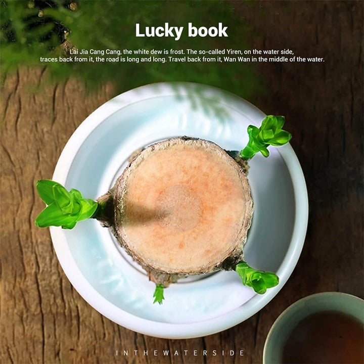 Skanto | Lucky Brazil Wood Potted Plant