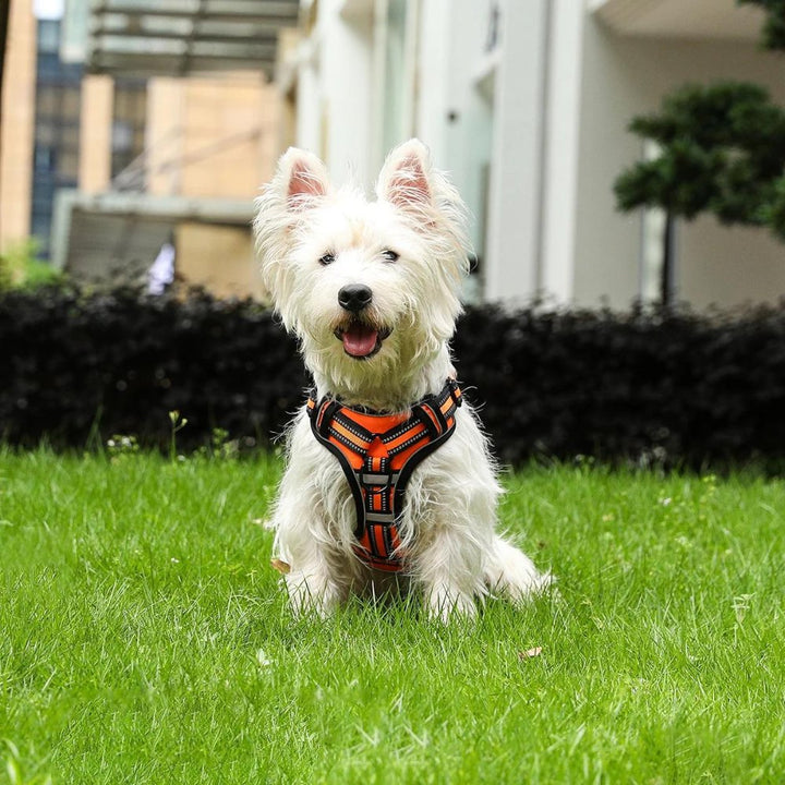FlexHarness • Hundesele uten trekk
