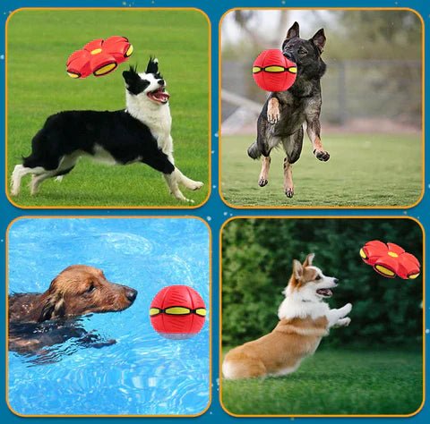 Skanto | BalleChien | Uendelig moro for hunden din