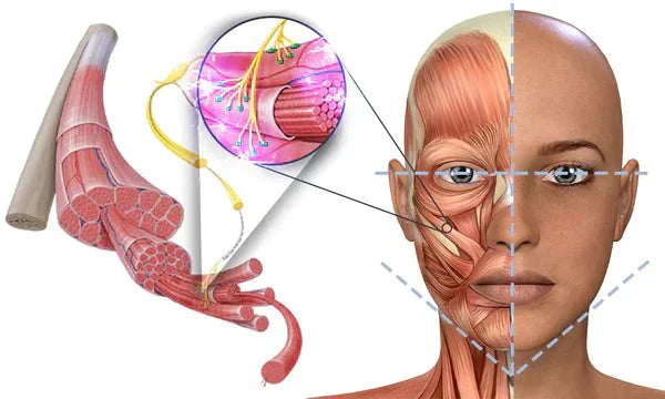 Skanto | GFOUK™ EMSculpt Sove V-Face Skjønnhetsenhet