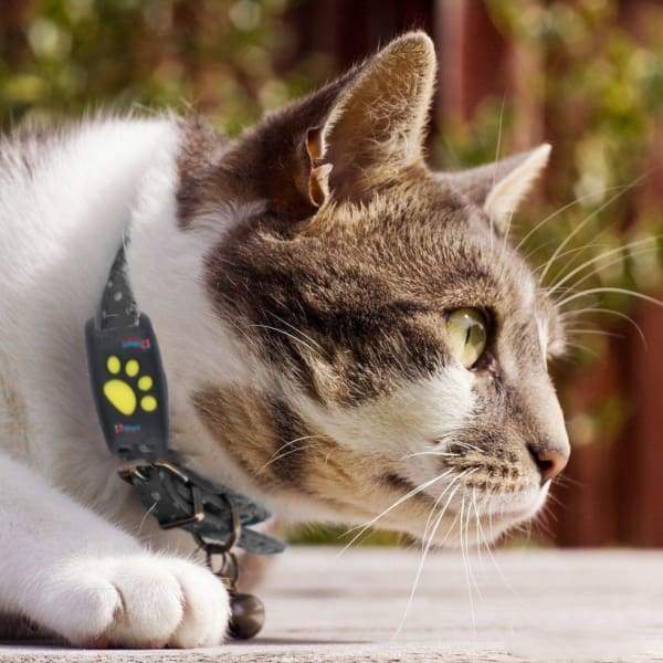 Norvo | GPS Tracker for Cats – Lettvekts Kjæledyr Locator med Sanntidsoppdateringer