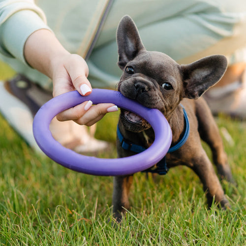 Hund Anti-Bite Trening Ring ø9 cm laget av Gummi - assorterte farger | Skanto