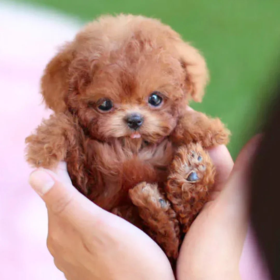 Skanto | CuddlePup Smart Robot Valp Hund | Perfekt gave til barn & eldre