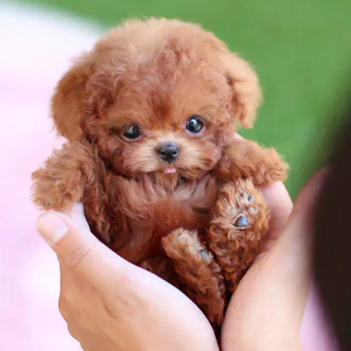 Skanto | CuddlePup Smart Robot Valp Hund | Perfekt gave til barn & eldre