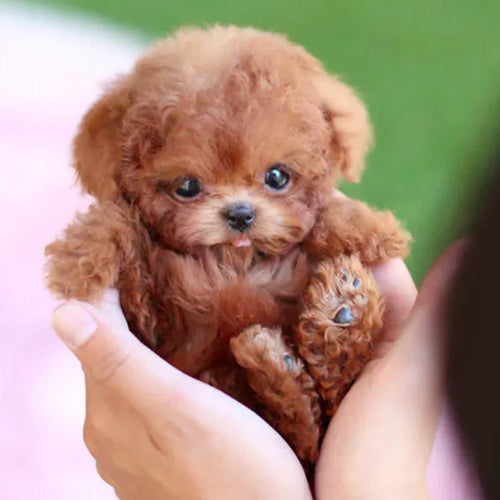 Skanto | CuddlePup Smart Robot Valp Hund | Perfekt gave til barn & eldre
