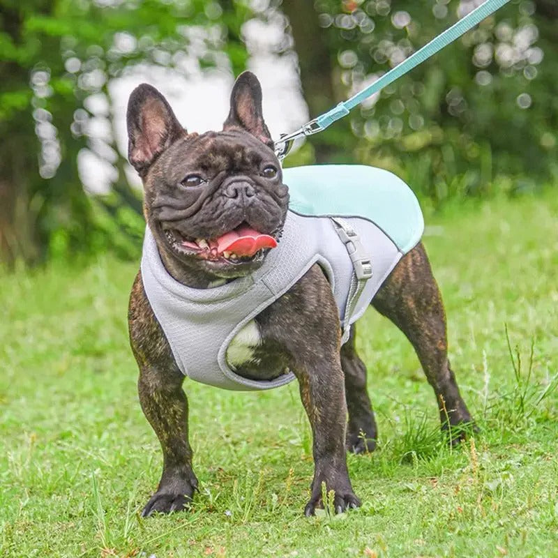 Skanto | Dog Cooling Vest for Outdoor Activities