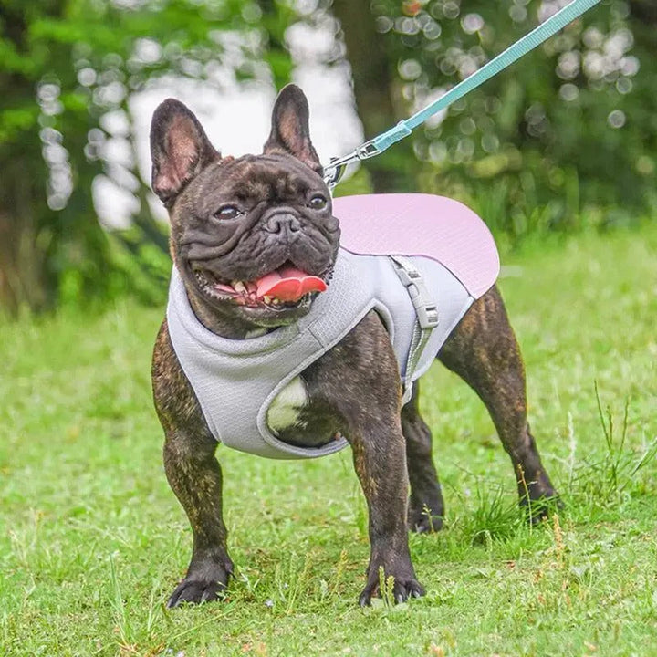 Skanto | Dog Cooling Vest for Outdoor Activities