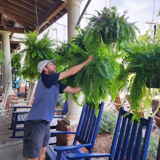 Skanto | Kunstig Boston Fern – UV-bestandig hengende plante for utendørs dekor