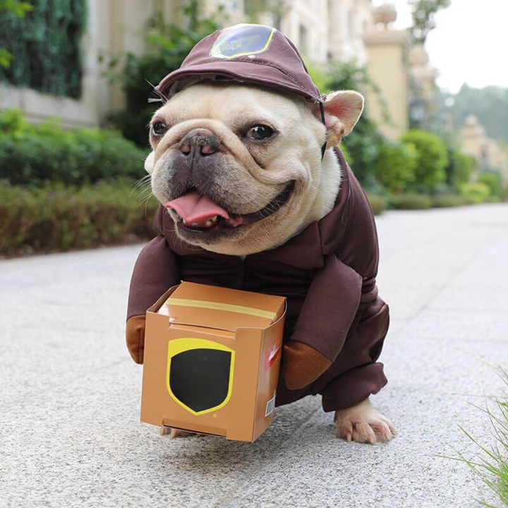 Skanto | Halloween Hund Kostyme Leveranse Outfit
