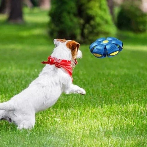 Skanto | Interaktiv Hundeskive Ball