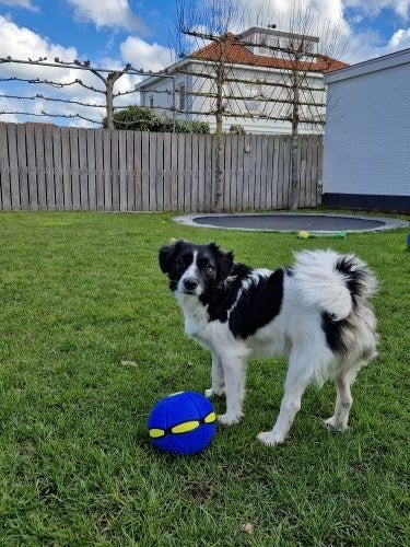Skanto | Interaktiv Hundeskive Ball