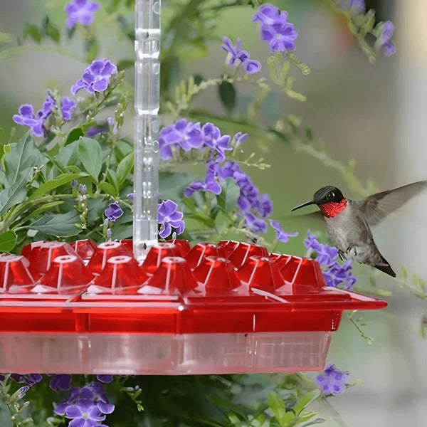 Skanto | Hummingbird Fôringsapparat Med Innebygd Muurmot