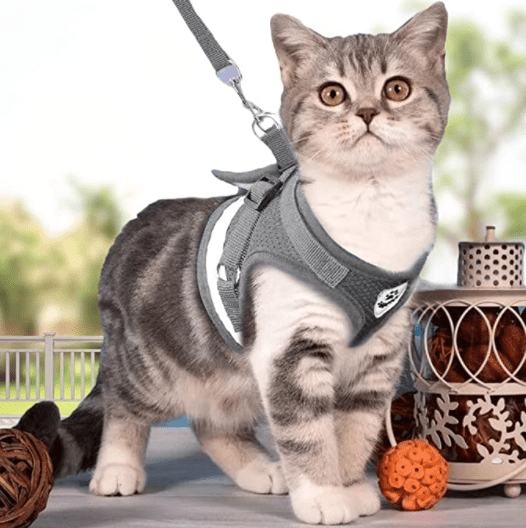 Ausbruchsicheres Katzengeschirr mit reflektierenden Detaljer