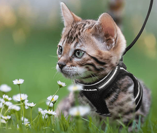 Ausbruchsicheres Katzengeschirr mit reflektierenden Detaljer