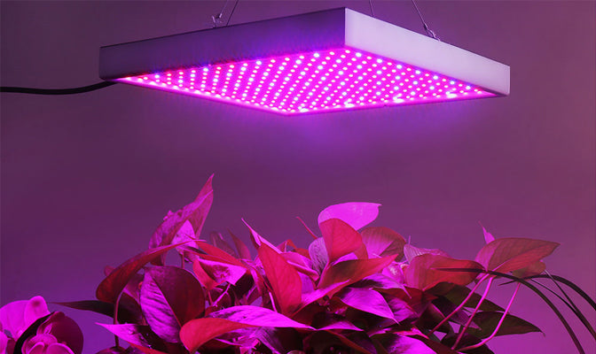 Norvo | Grow Light Lampe