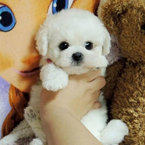 Skanto | Kosepute Livaktig Plush Valp Leketøy