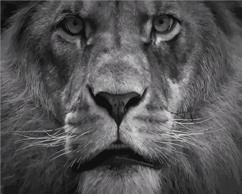 King of the Jungle - Van-Go Mal etter tall Kit | Skanto