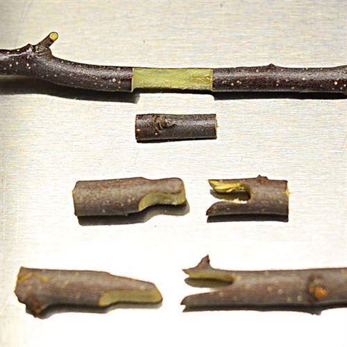 Norvo | Grafting beskjæringssaks