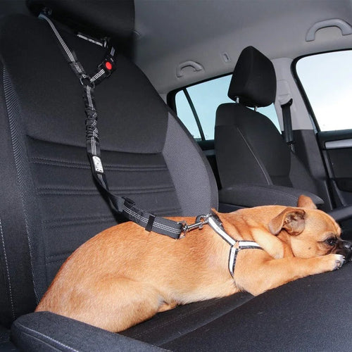 Hund Bil Sikkerhetsbelte Skanto