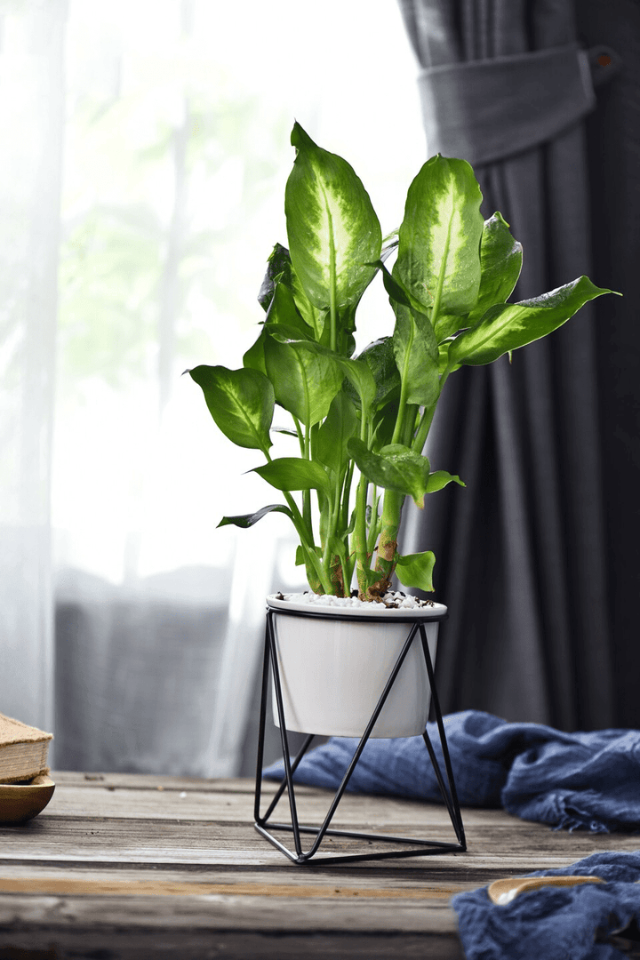 Skanto | LIVIA – Elegant blomsterpotte for stilfull dekorasjon