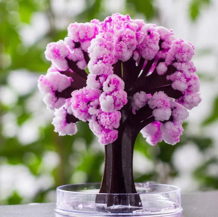 Skanto | Få hagen din til å blomstre - Dyrk ditt sakura-tre!