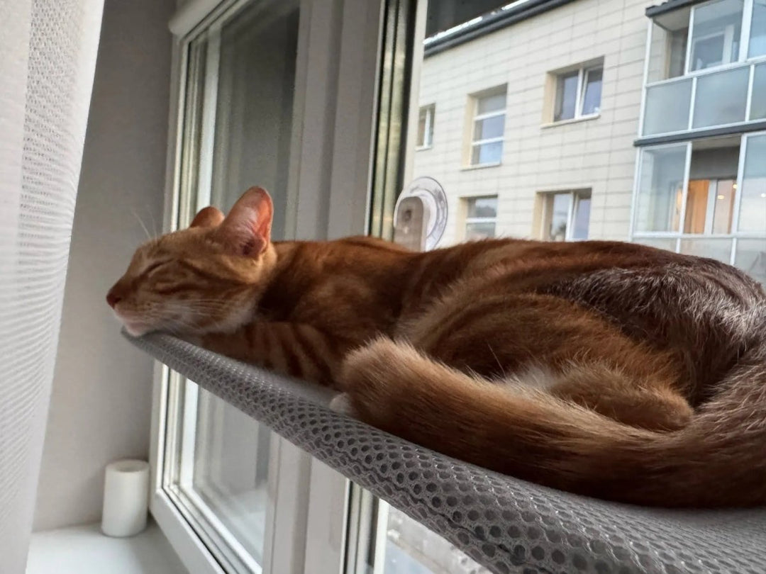 Skanto | PAWPERCH – Sammenleggbar kattehytte med veggvennlig feste | Ingen boring vindussete