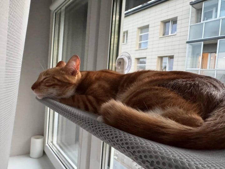 Skanto | PAWPERCH – Sammenleggbar kattehytte med veggvennlig feste | Ingen boring vindussete