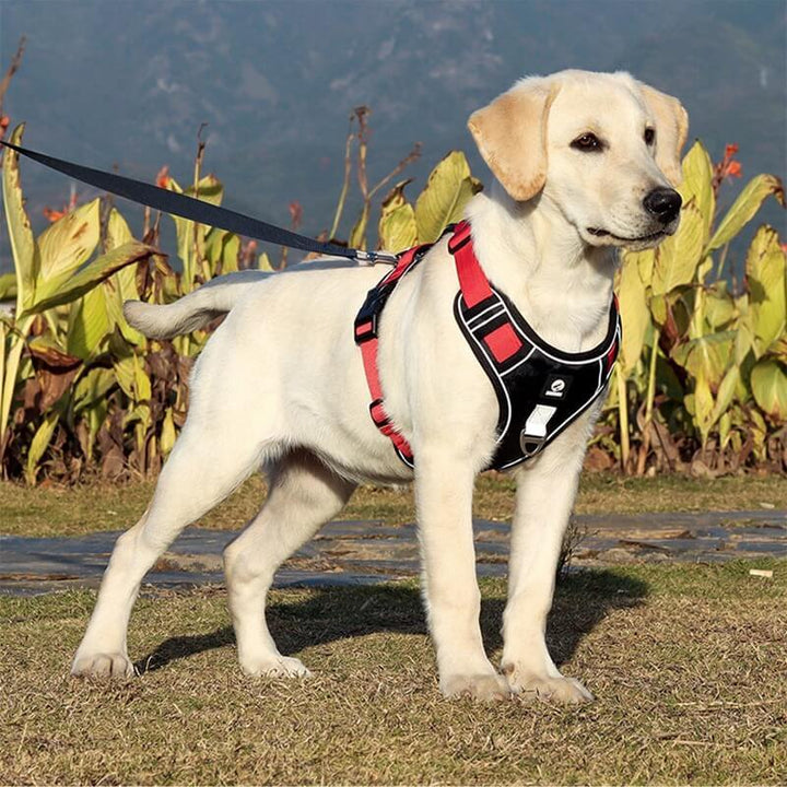 PawsControl – Den ultimate anti-drakkselen til hund