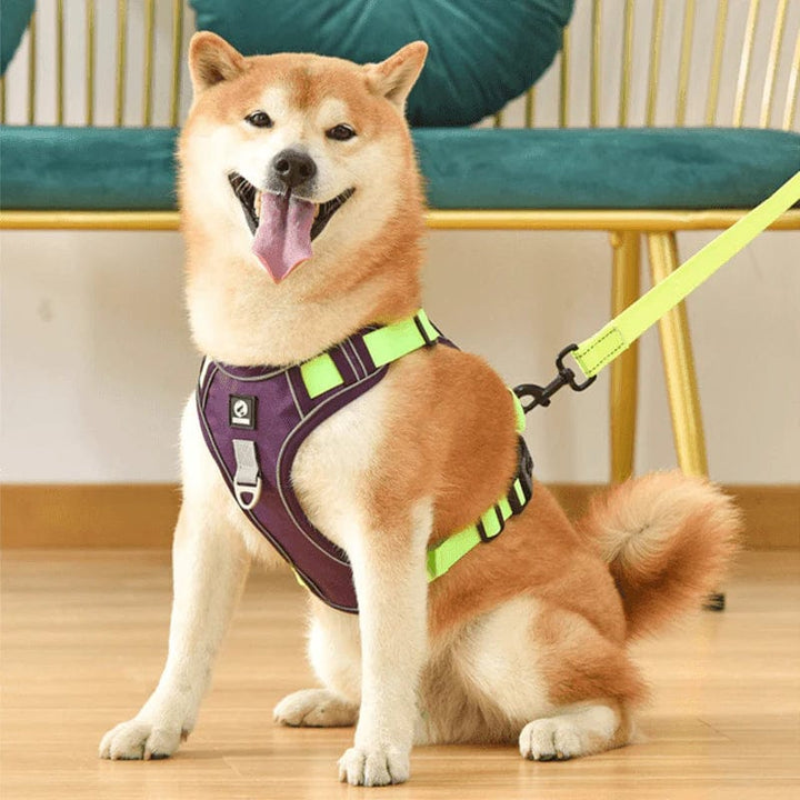 PawsControl – Den ultimate anti-drakkselen til hund