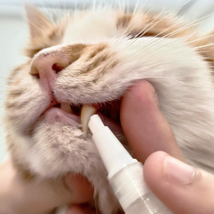 Pet Toothbrush Pen – PetSmile Skanto