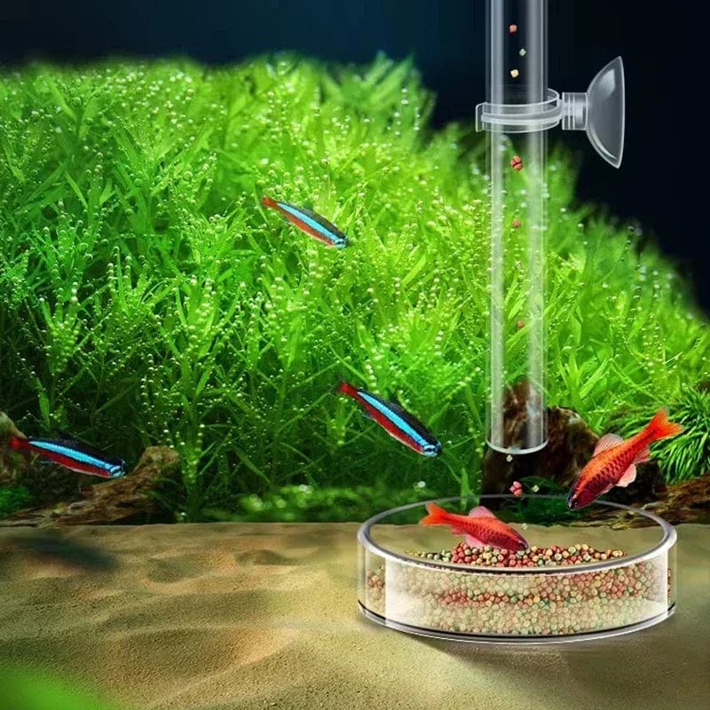 Akrilik Akvarium Fôring Rør Fat Transparent Fiskekar Reker Snail Reke Fôringsbolle Akvarium Fôring Tilbehør | Skanto