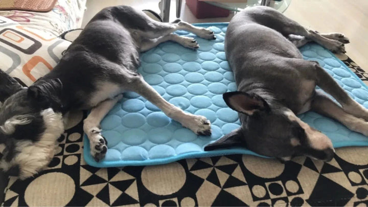 Hund Kjølematte Sommerpute for Hunder Kattteppe Pustende Hundefe Telt Valp Sove Sofa Pute Hunde Tilbehør | Skanto