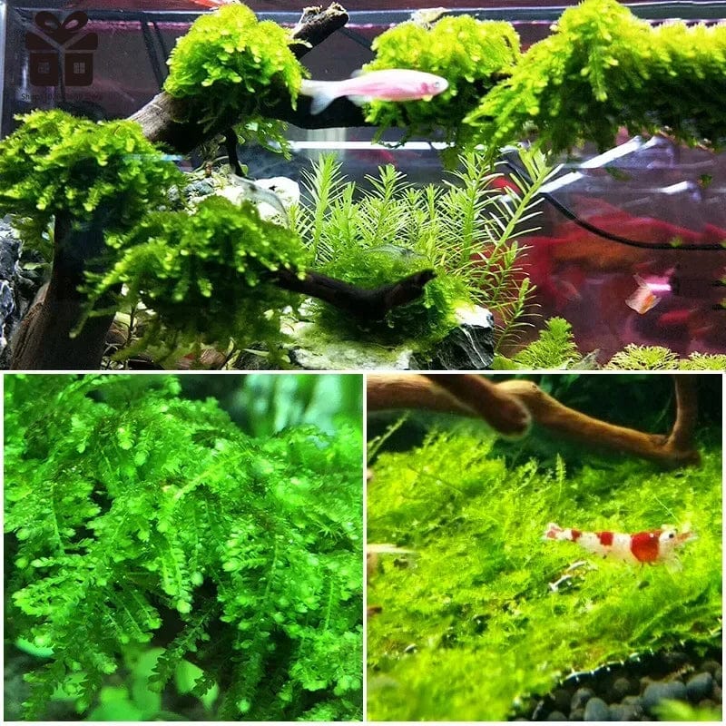 Norvo | Naturlig trestamme drivved akvarium fisk tank reptil sylinder røtter plante tre dekorasjon ornament tilbehør akvarium planter
