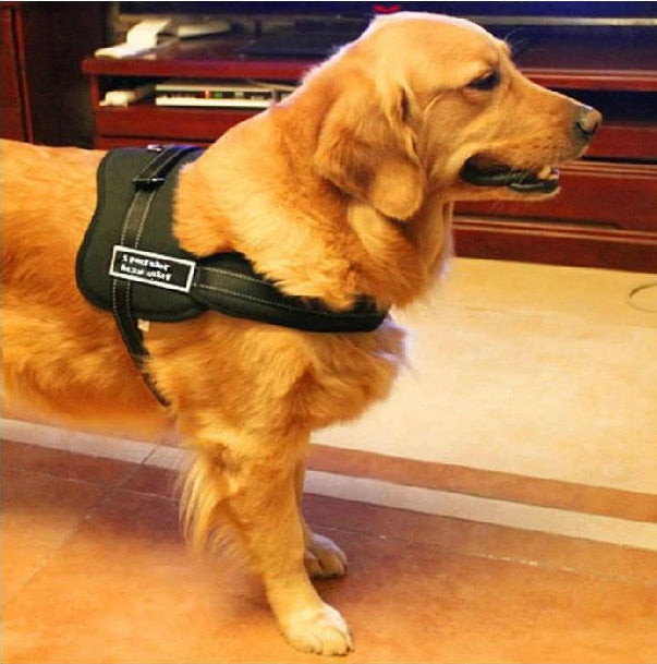 Hundeturgjengersele | Skanto