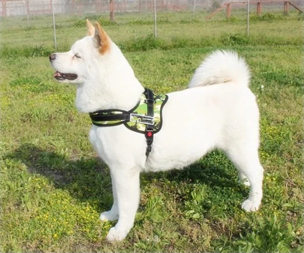 Hundeturgjengersele | Skanto