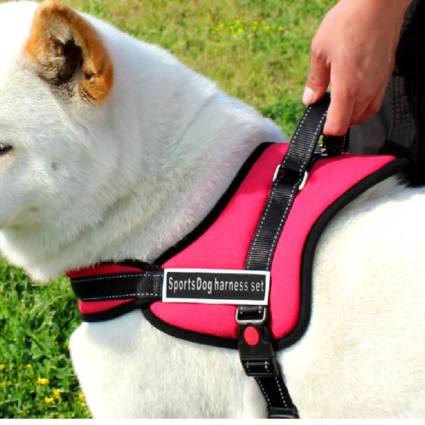 Hundegåingsele | Skanto