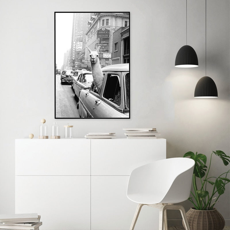 Alpaca i taxi - Lerretsveggkunstmaleri | Skanto