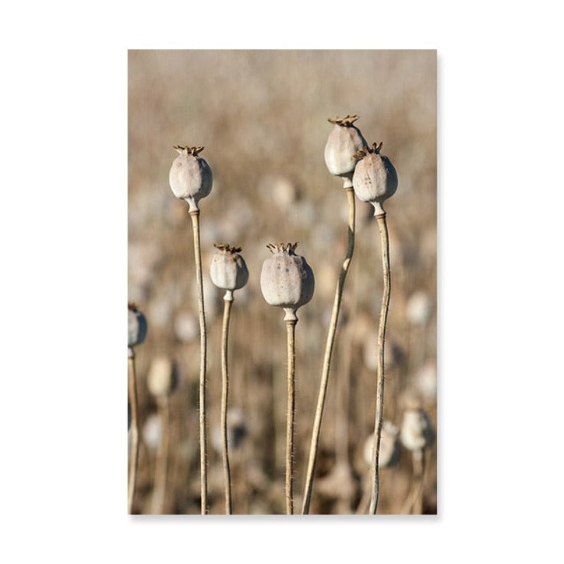Moderne maleri med tørkede blomster – lerretbilde
